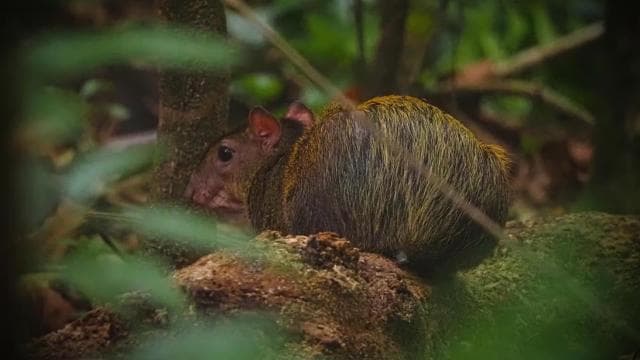 Corcovado National Park, San Pedrillo Station, 1-day hike