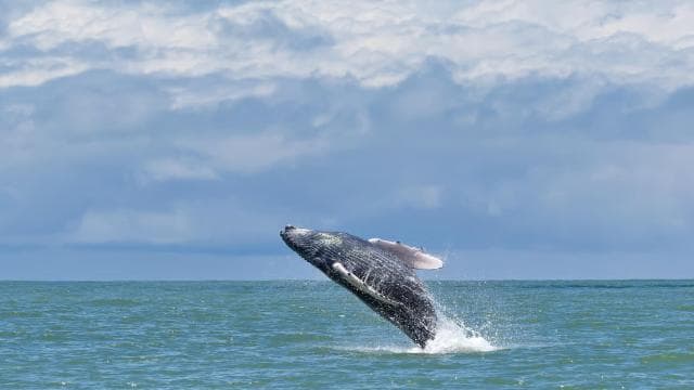 Marino Ballena National Park: Whale and Dolphin Watching