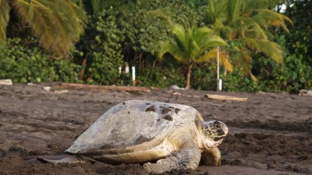 TURTLE WATCHING IN TORTUGUERO COSTA RICA