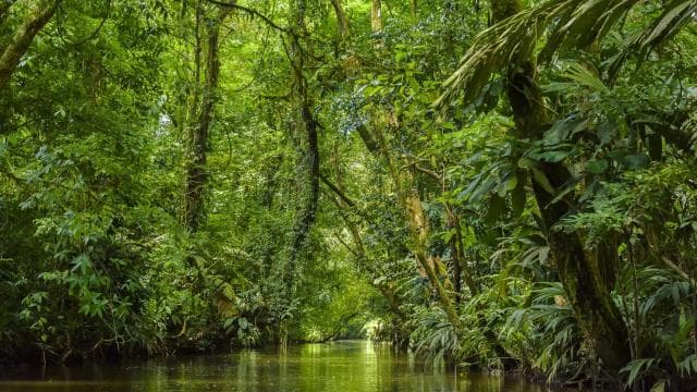 Parque Nacional Tortuguero: Las mejores cosas para hacer en Tortuguero - Photo 5 (Gallery view)