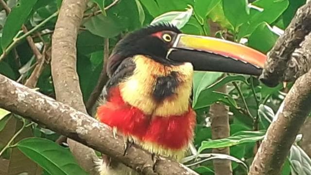 Manuel Antonio National Park, Spotting Animals and plants