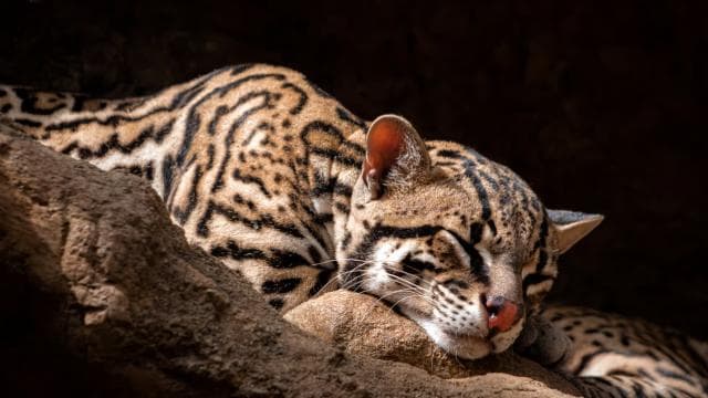 Diamante Eco Adventure Park: Wildlife Sanctuary Pass