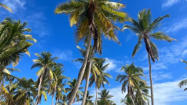 Saona Island Day for Marella Discovery (La Romana Port) - Photo 2 (Gallery view)