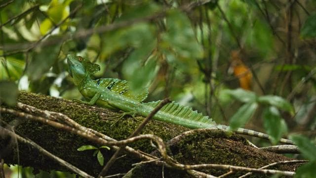 Tortuguero: Dobrodružství na kajaku přes kanály deštného pralesa. - Photo 4 (Gallery view)