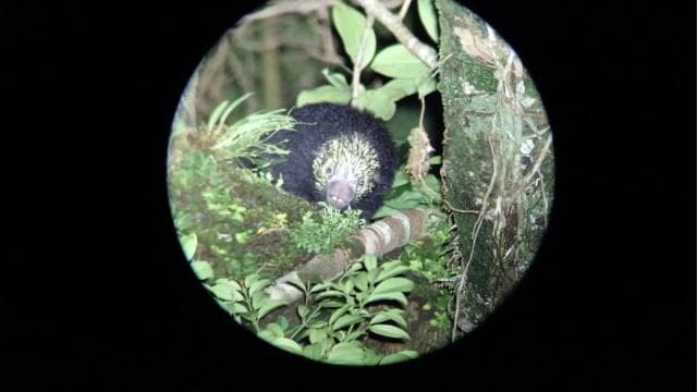 Monteverde: Night Walk through the Forest with a Guide