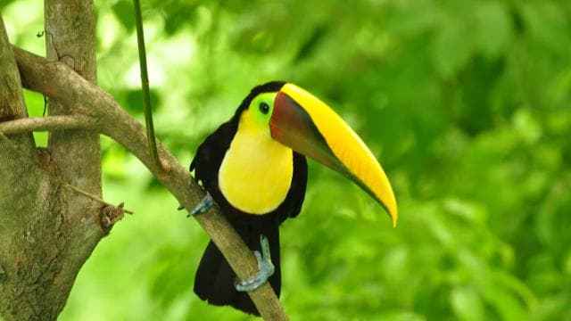Self Guided Nature Hike with Ocean View Photo spots in Jaco