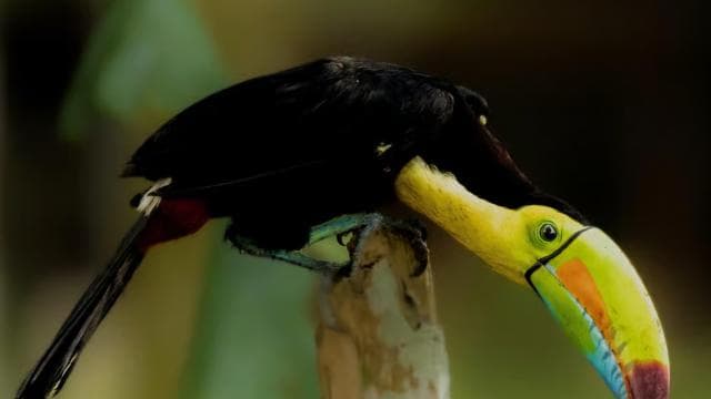 Tortuguero: Tour to the Canals in Tortuguero National Park