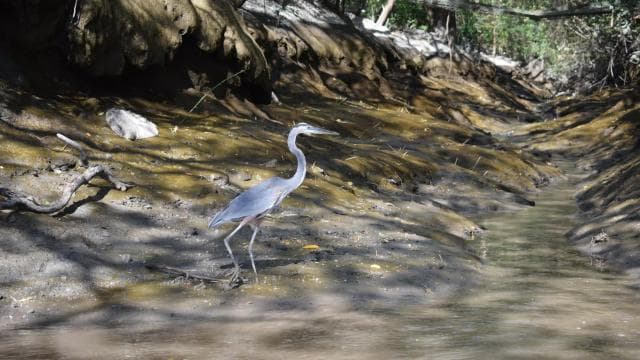 Guanacaste: Palo Verde Wildlife Safari Boat Tour - Photo 2 (Gallery view)
