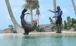Punta Cana: Dolphin Park Entry and Swim with Dolphins