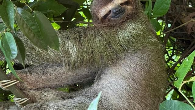 From San José To Manuel Antonio national Park Guided tour - Photo 3 (Gallery view)