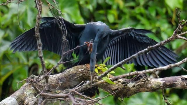 Tortuguero: KAYAK Tour in the Canals. An Unparalleled Experience
