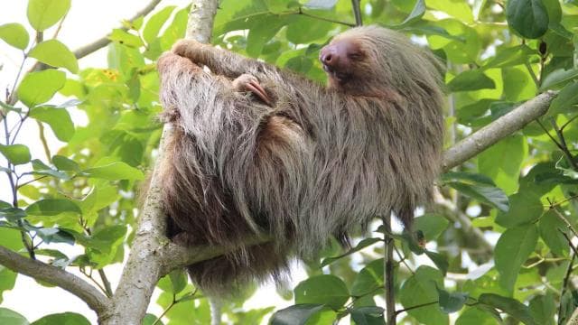Uvita: Private Guided Tour - Sloth Watching Trail Costa Rica