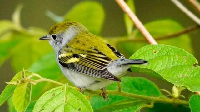 Uvita: Bird Watching Tour - Photo 2 (Gallery view)