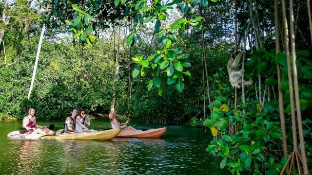 Punta Uva: Sloth and Wildlife Kayaking Tour