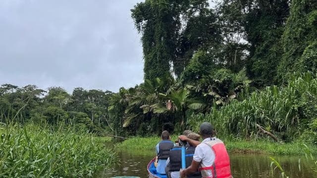Tortuguero: Canoe tour package and night walk in the jungle. - Photo 4 (Gallery view)