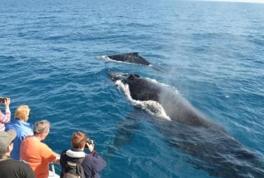 Samana: Private Whale Watching Half Day Trip - Photo 2 (Gallery view)