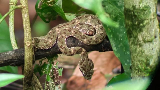 Manuel Antonio: Jungle Night Tour and Buttlerfly Garden - Photo 5 (Gallery view)