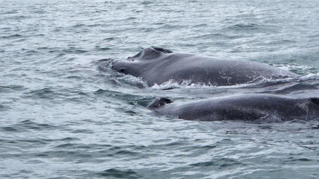 Uvita: Whale Watching Tour in Marino Ballena National Park