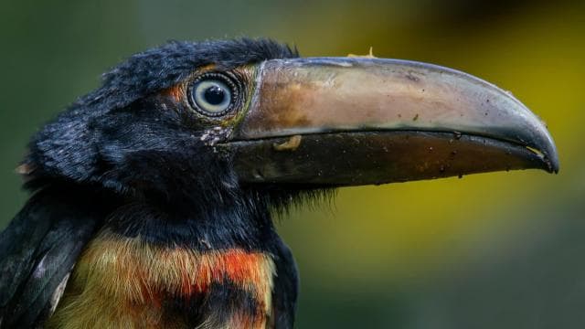 Rincón de la Vieja Rainforest Wildlife Night Tour
