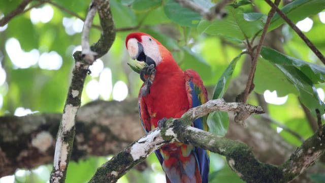 Corcovado National Park, San Pedrillo Station, 1-day hike