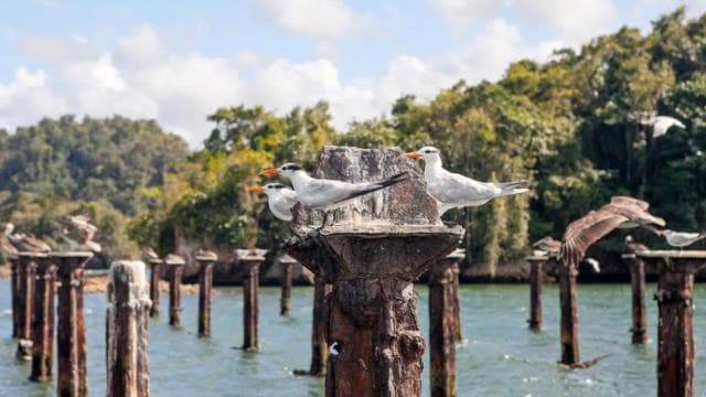 From Samana: Los Haitises Boat and Walking Tour with Lunch