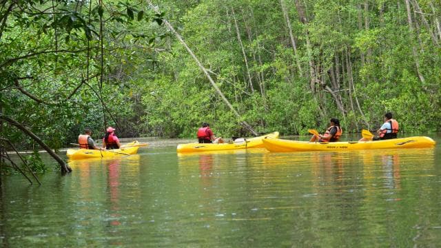 Quepos: Mangrove Kayaking Tour - Photo 3 (Gallery view)