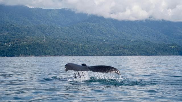 Whales Watching Adventure in Uvita with Expert Guides