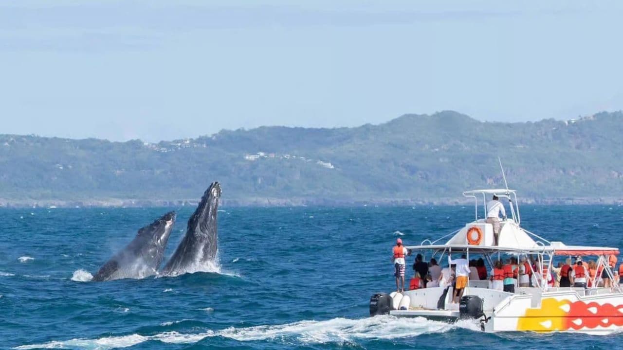 Whale Watching and Cayo Levantado Tour: A Perfect Tropical Getaway