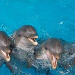 Punta Cana: Swim with Dolphins in the Pool - Dominican Republic