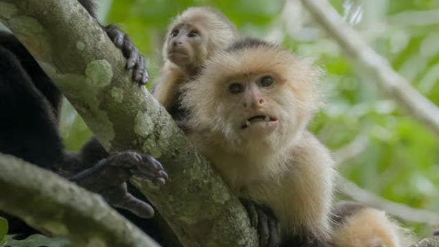 Tortuguero: Tour to the Canals in Tortuguero National Park
