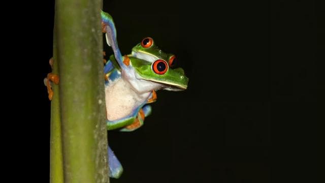 Cahuita: Nacht-Reptilientour mit Fachführer - Photo 2 (Gallery view)