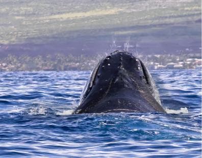 Punta Cana: Samana Whale Watching Cruise