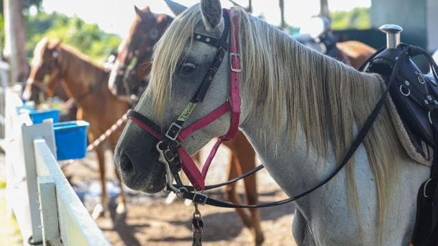 Puerto Rico: Sunset Horseback Rides in Aguadilla Beach
