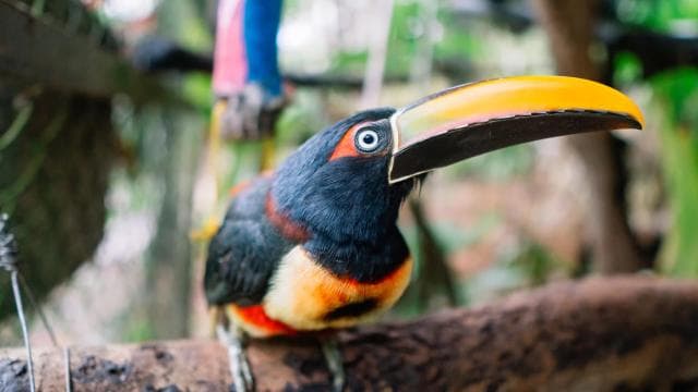 Manuel Antonio: Volunteer for a Day at a Wildlife Sanctuary