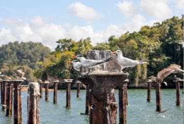 2in1: Los Haitises National Park + Yanigua Waterfall-SPA