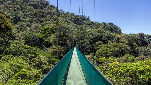 From Monteverde: Monteverde Suspension Bridge Guided Hike - Photo 5 (Gallery view)