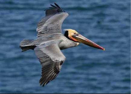 Punta Cana: Samana Whale Watching Cruise