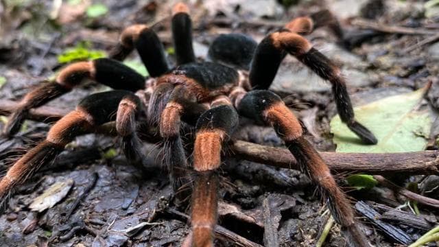 Monteverde cloud forest preserve tours