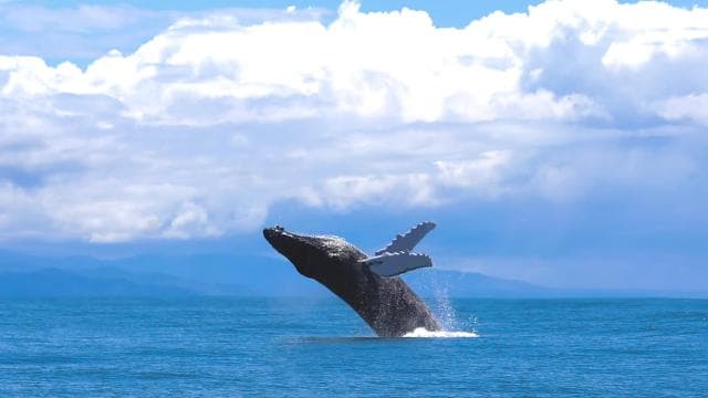Marino Ballena National Park: Whale Watching Boat Tour - Dominican Republic