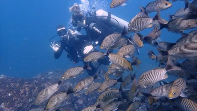 Tamarindo: noleggio barca privata per snorkeling Guanacaste - Photo 4 (Gallery view)