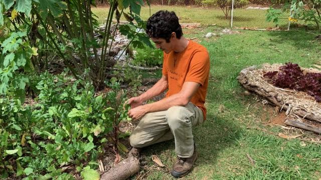 Puerto Rico, Dorado: Educational Forestry Walk