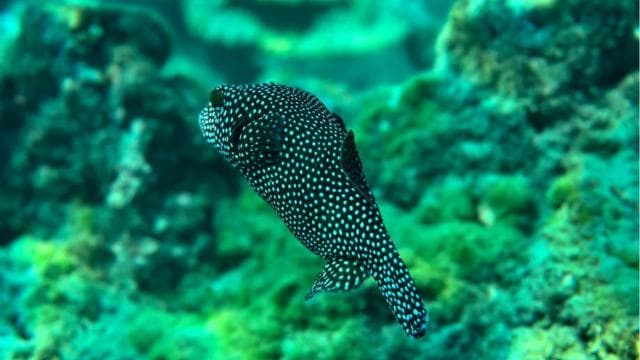 Uvita: Snorkeling at Caño Island