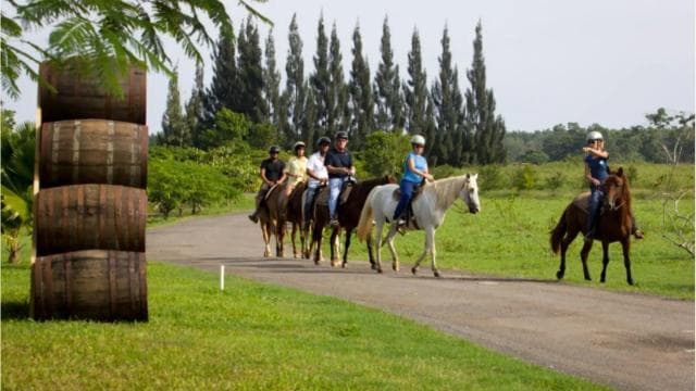 Scenic Horseback Riding Experience