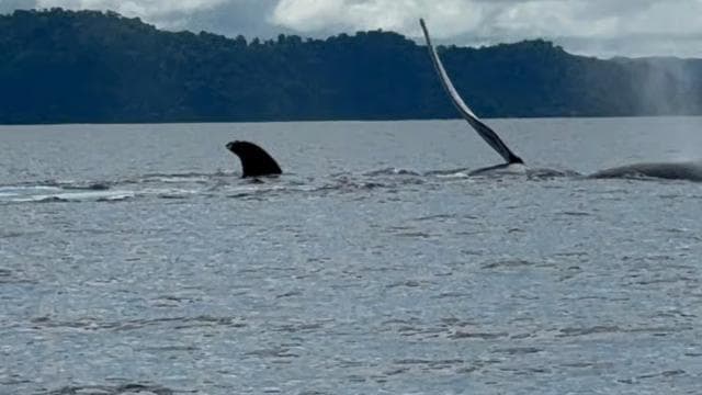 Puerto Jiménez: Dolphin Watching with a Snorkeling Stop - Photo 3 (Gallery view)