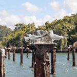 Los Haitises Boat Ride + Caño Hondo Natural Pools - Photo 4 (Gallery view)
