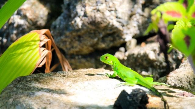 Drake Bay: Corcovado National Park and Sirena Station Tour