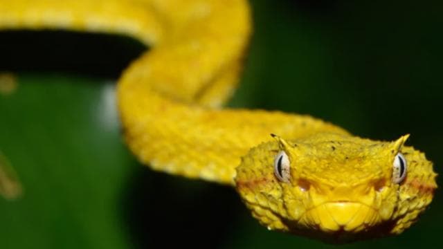 Drake Bay: Wildlife Tour at Night with Naturalist Guide