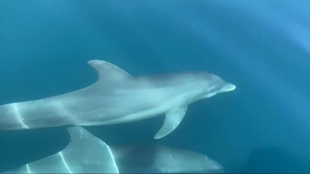 Manzanillo: Dolphin watching and Punta Mona Beach