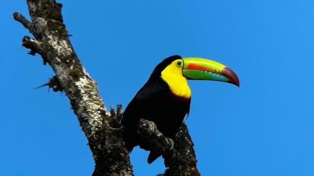 Monteverde: Exploration of the Cloud Forest