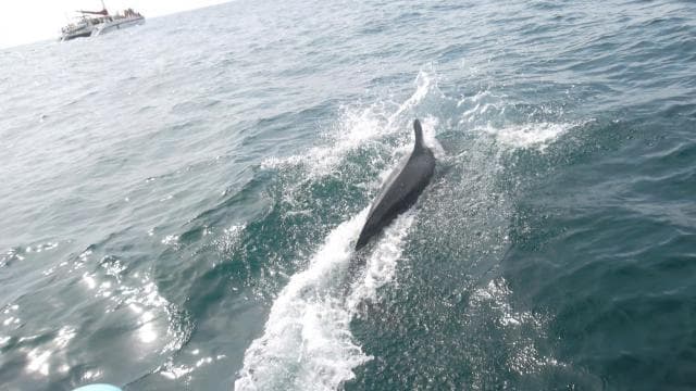 Tamarindo: All-Inclusive Catamaran Sailing Tour
